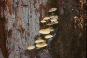 Mycena maculata